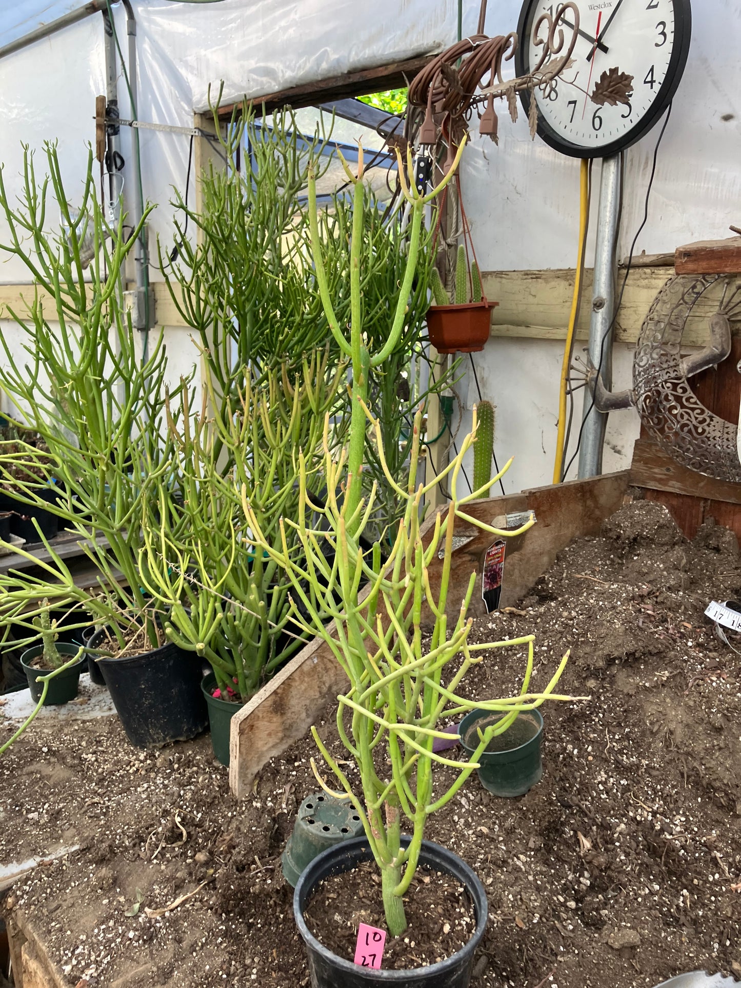 Euphorbia tirucalli Pencil Cactus/Succulent 27"Tall 12"Wide #10P