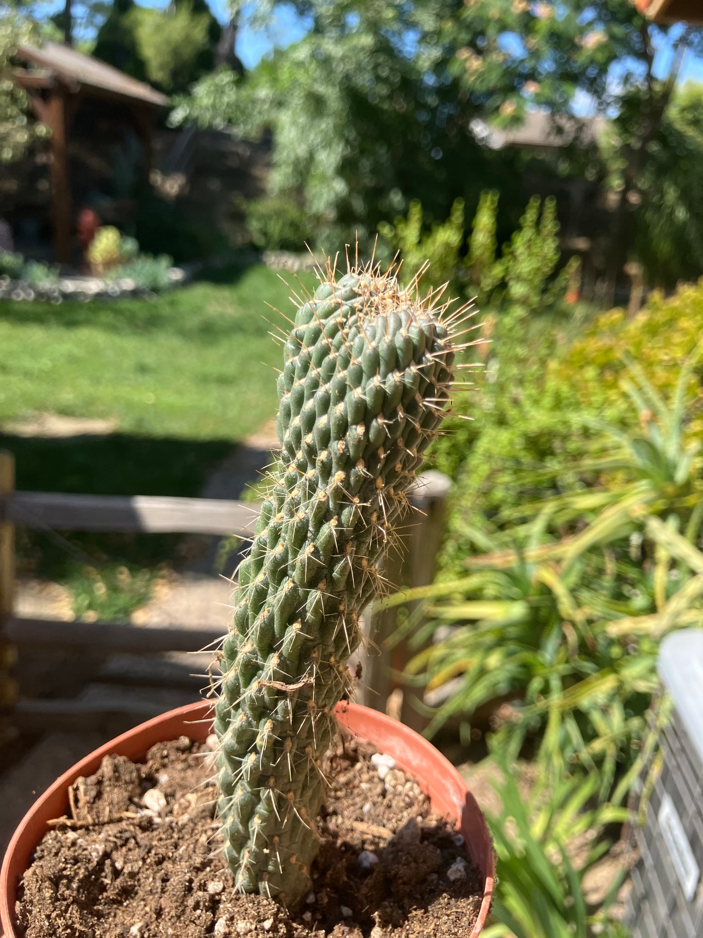 Cylindropuntia fulgida Cholla Boxing Glove Cactus Crest 4"Tall #166P