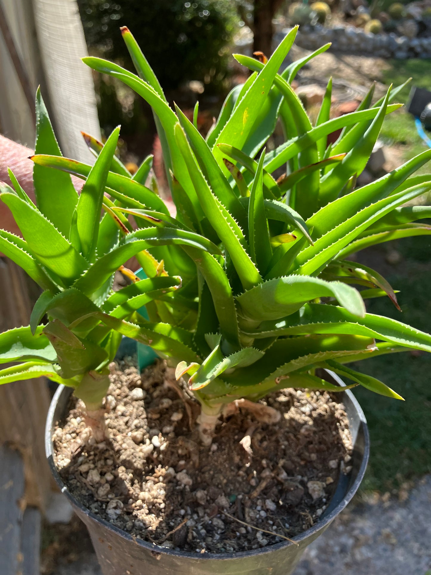 Aloe Ciliaris x Delaeti Hybrid Climbing Succulent 7”Tall 7"Wide #77G