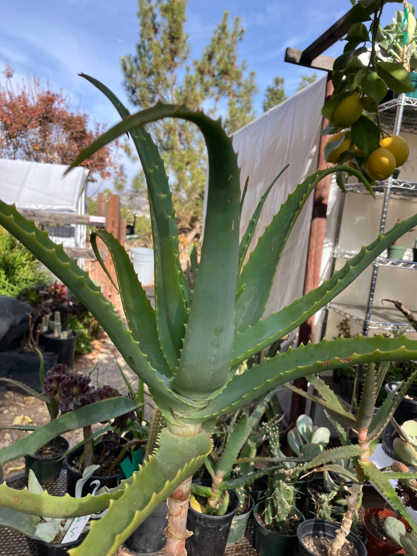 Aloe arborescens Torch Aloe 23"Tall 6Yr Old Succulent Plant #136R