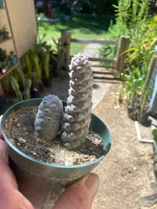 Pine Cone Cactus  Tephrocactus~ articulatus   var. diadematus Pinecone Cactus 2.5"Tall