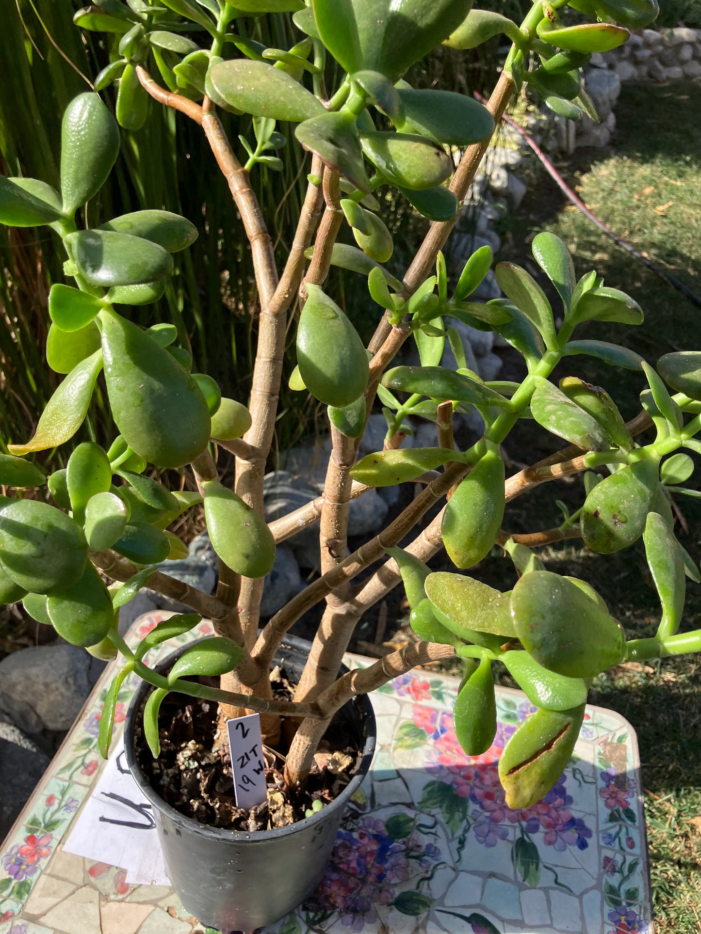 Crassula Ovata Money Jade 21”T 19”W #2W