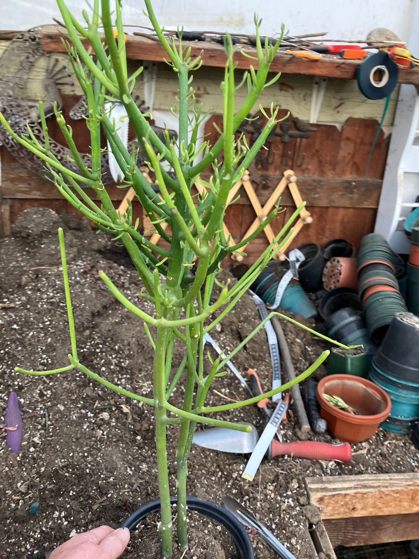 Euphorbia tirucalli Pencil Cactus/Succulent 24"Tall 11"Wide #20G