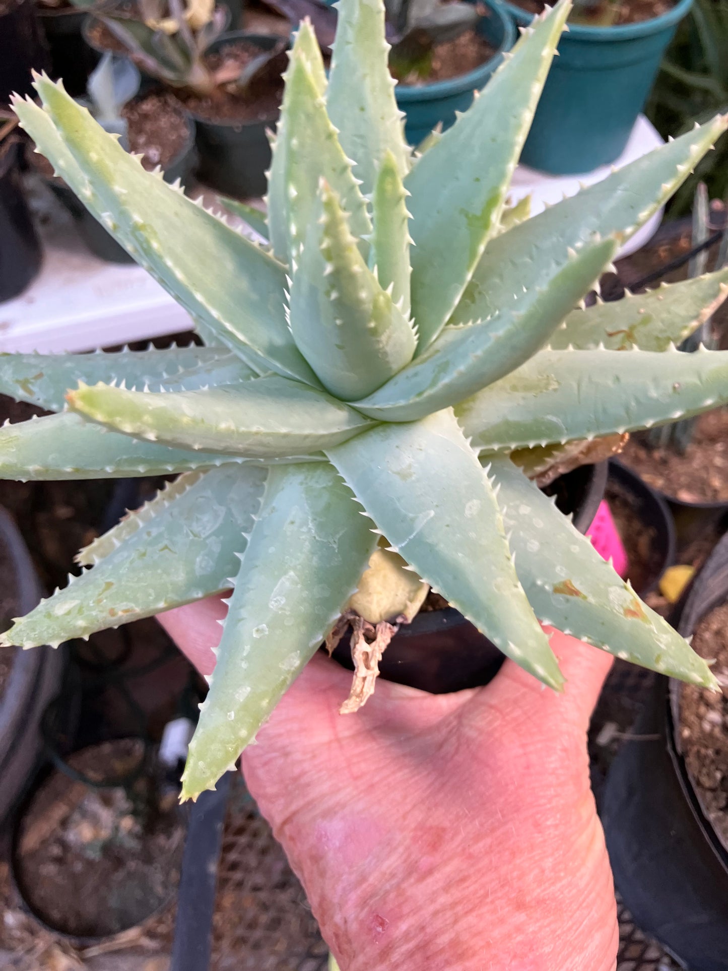 Brevifolia Succulent 5.5" Wide