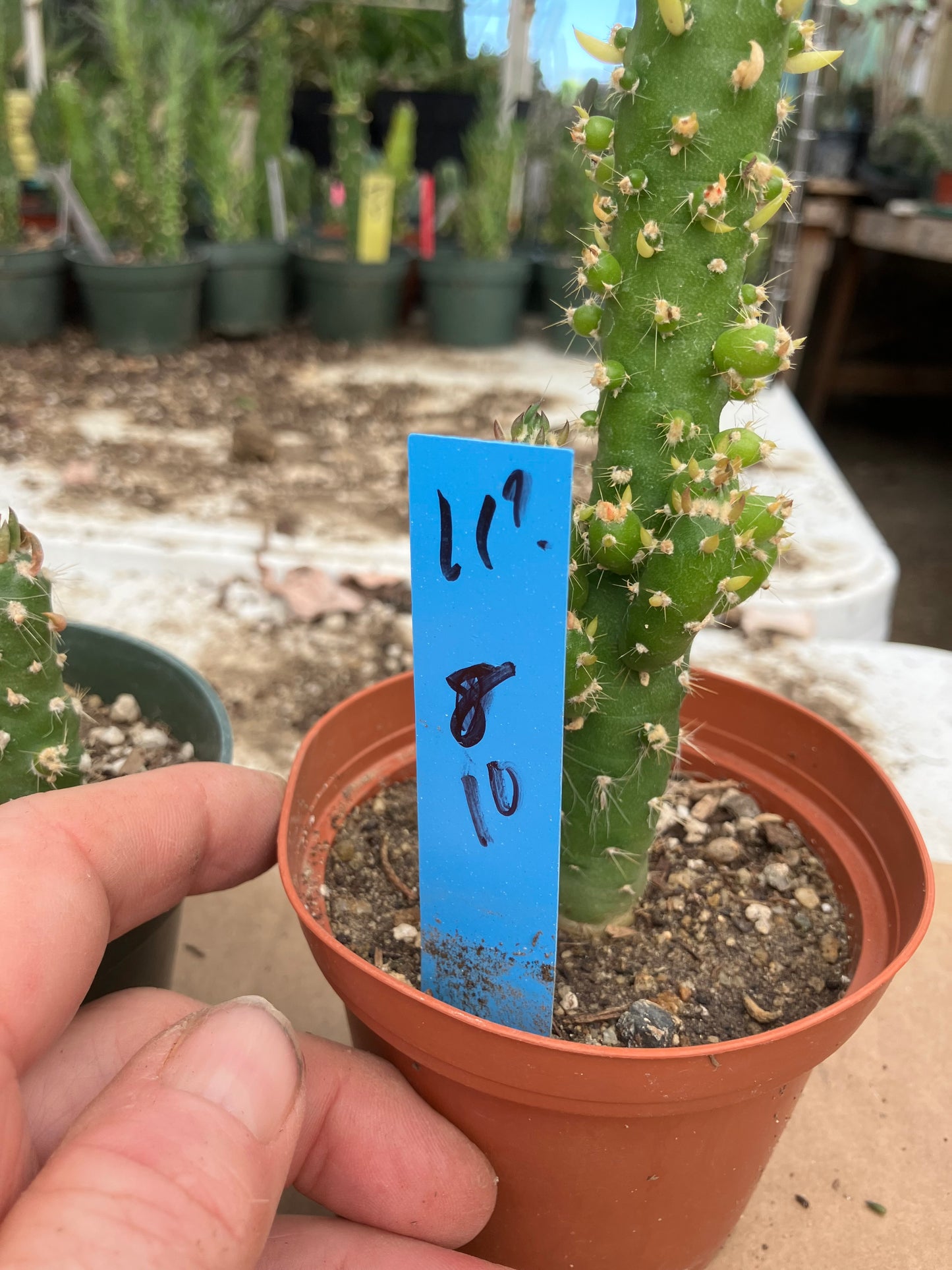 Austrocylindropuntia Cactus Gumbi Mini Eve's Needle 10"Tall #11B