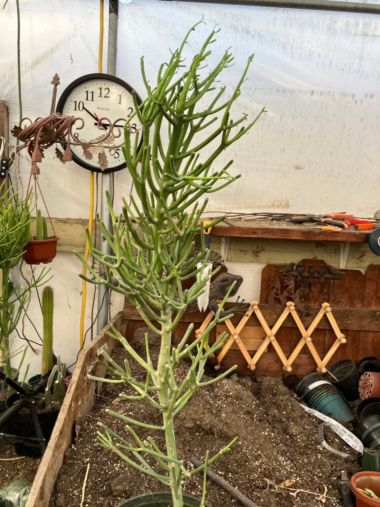 Euphorbia tirucalli Fire Stick 36"Tall 11"Wide #7G