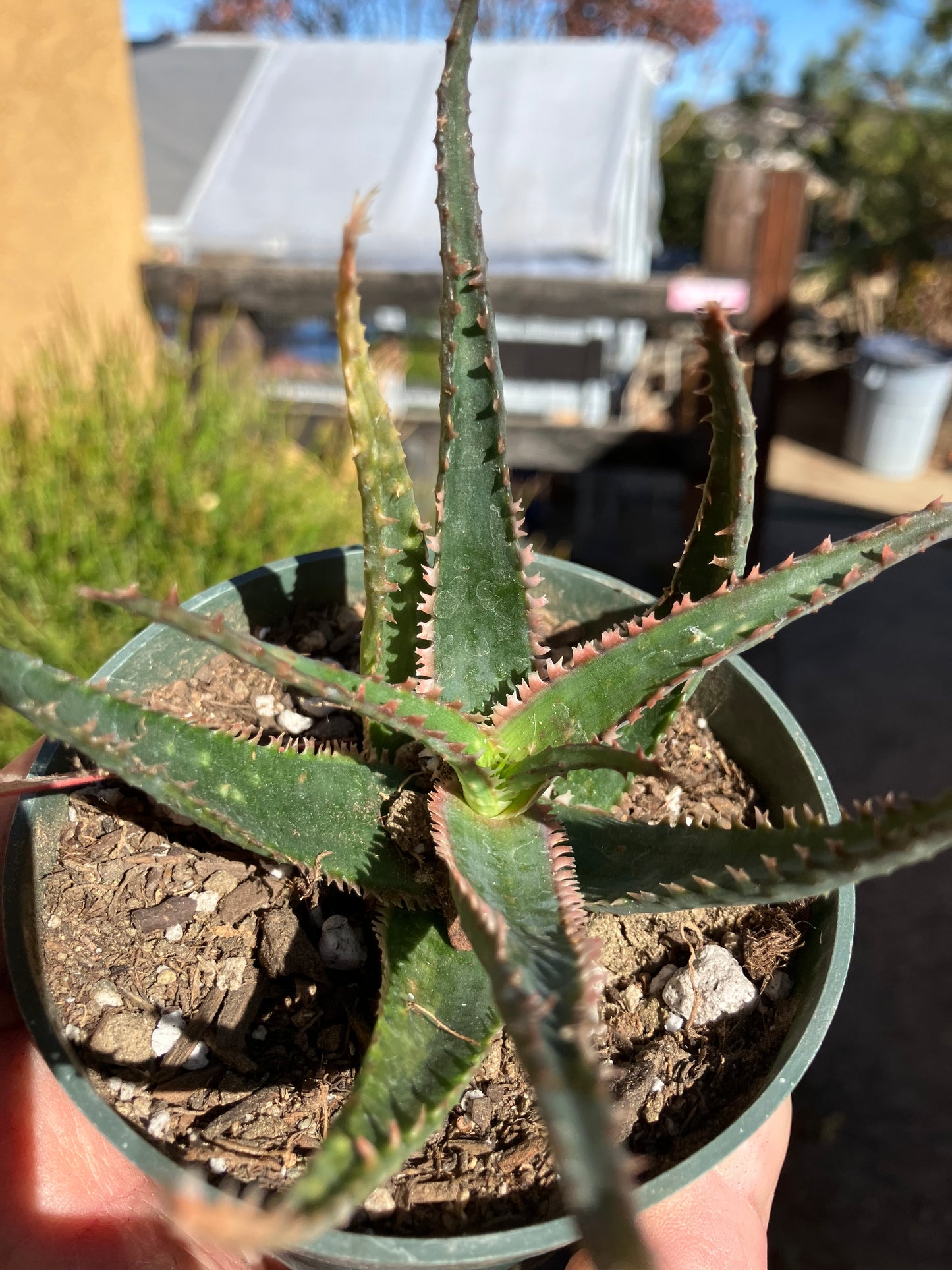 Aloe  Swordfish Succulent 4" Wide #4R