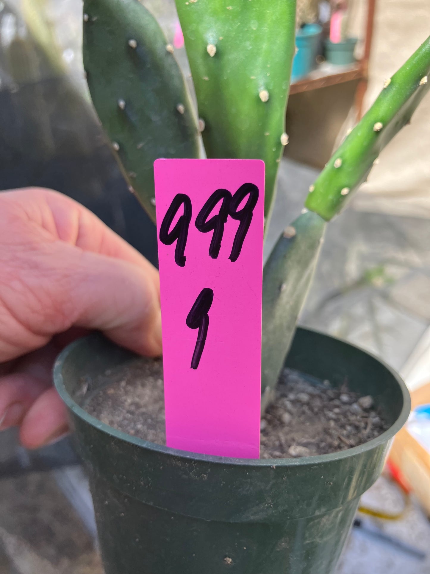 Opuntia Consolea elata Ground Crawler Cactus 9"Tall #999P