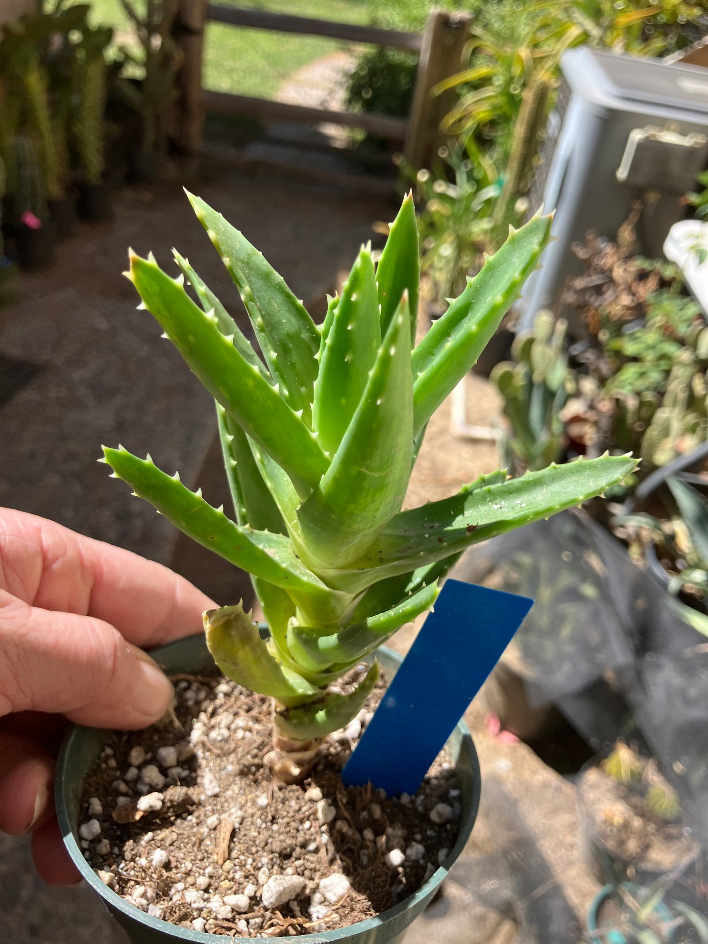 Aloe nobilis Green Succulent 6" Tall #06B