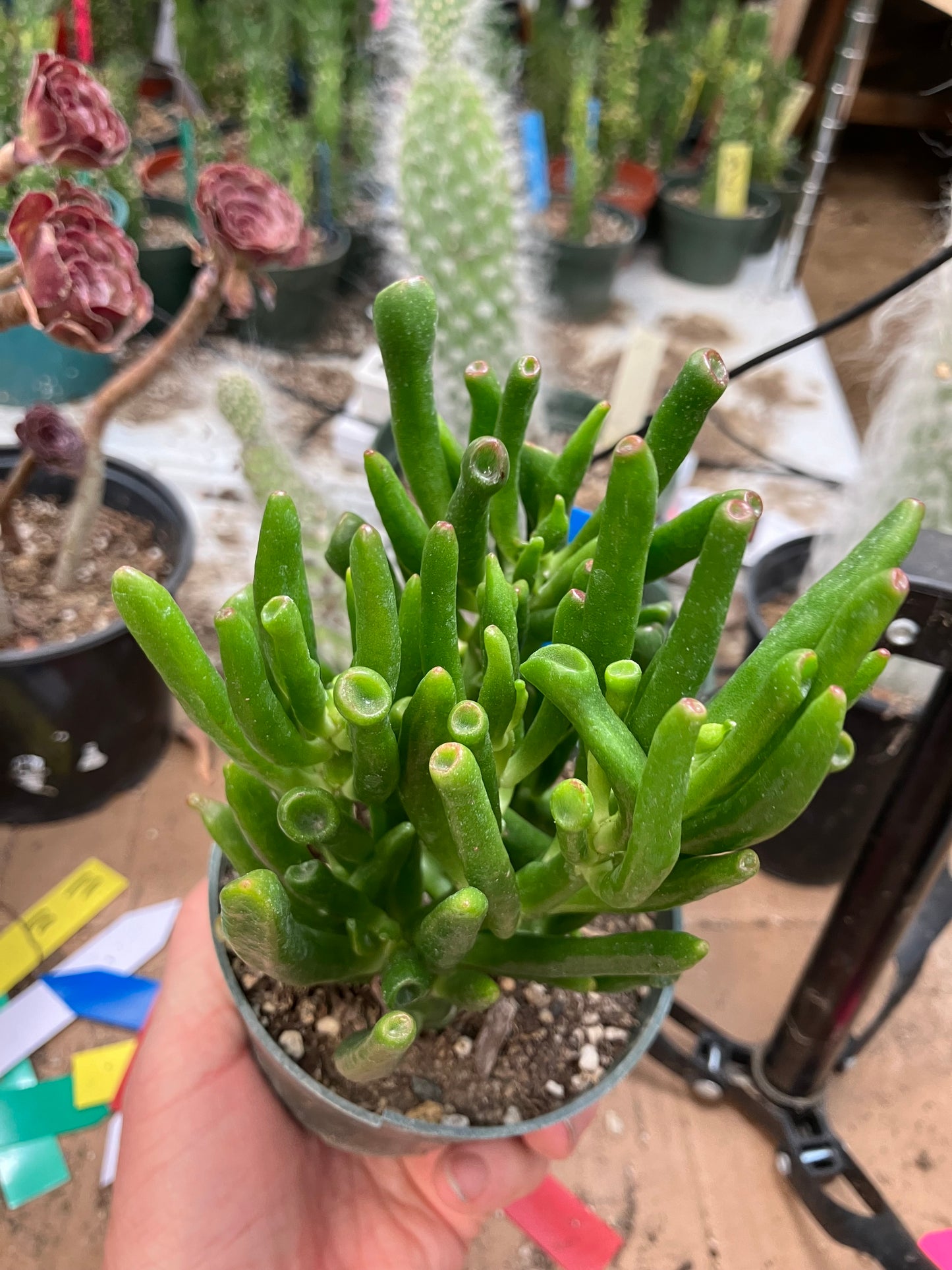 Crassula Gollum Jade Succulent Bonsai Style Living Plant 5”Tall 4" Wide #54B