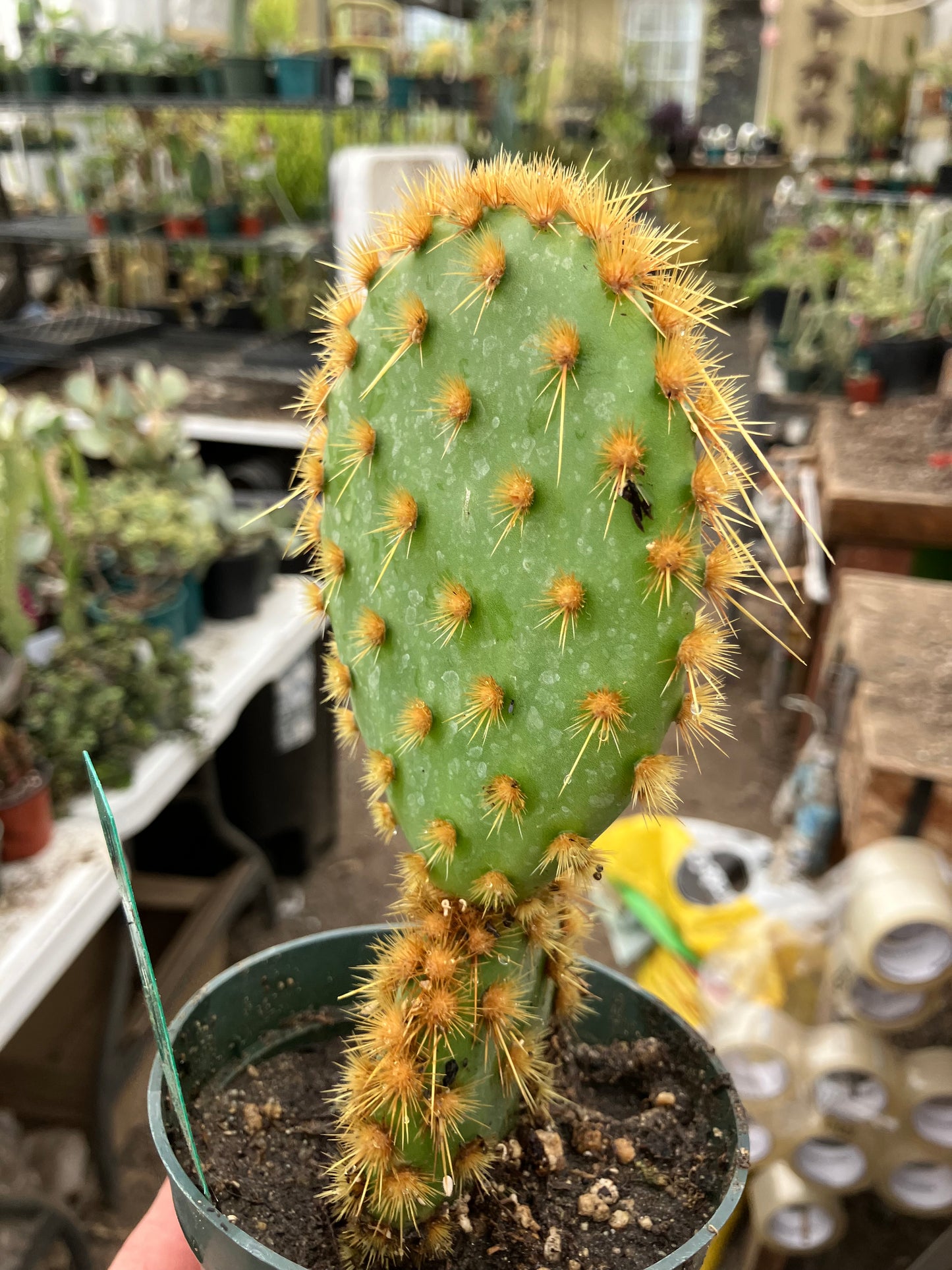 Opuntia Chenille Prickly Pear 7"Tall  #54G