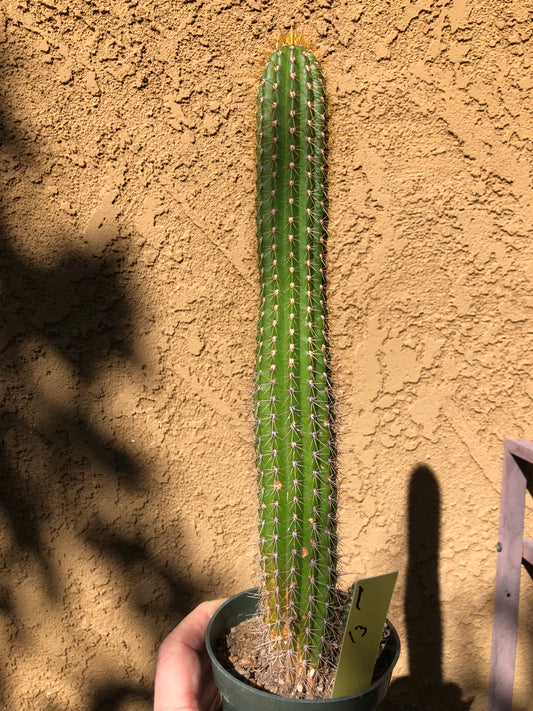 Golden Torch Cactus - Trichocereus spachianus 13" Tall #1Y