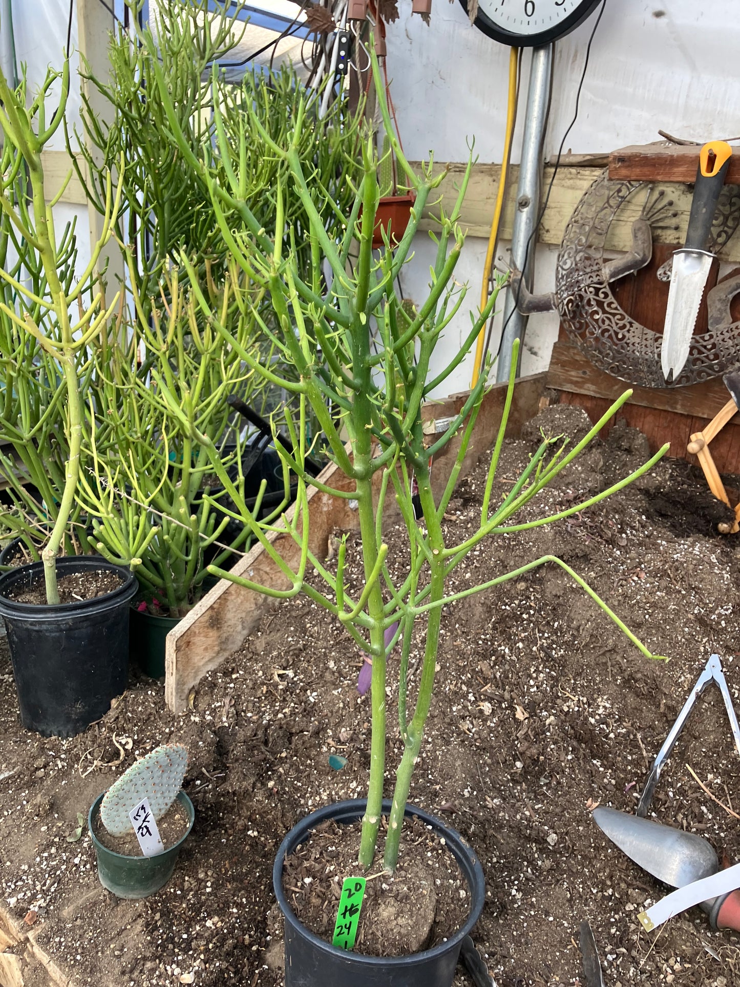 Euphorbia tirucalli Pencil Cactus/Succulent 24"Tall 11"Wide #20G