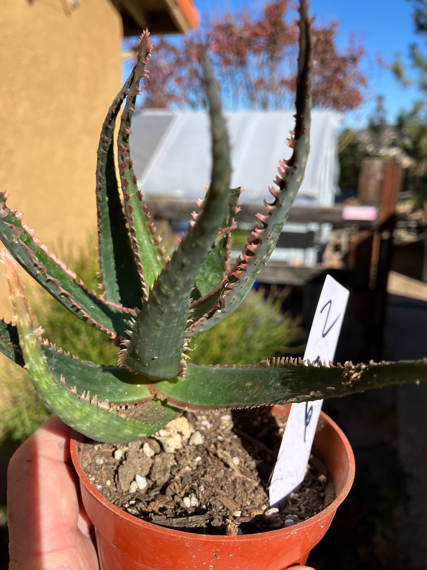 Aloe  Swordfish Succulent 7" Wide #2W