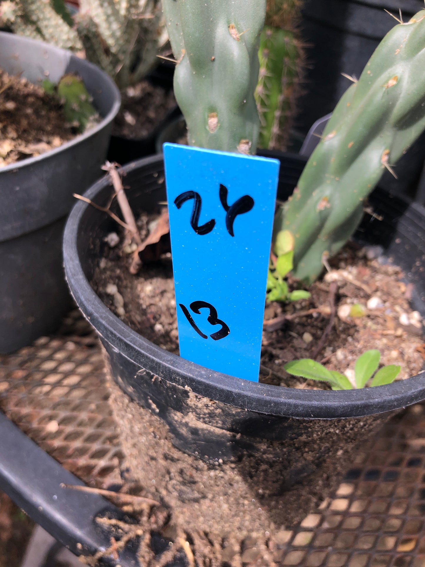 Cholla Cylindropuntia  Buckhorn 13”Tall #26B