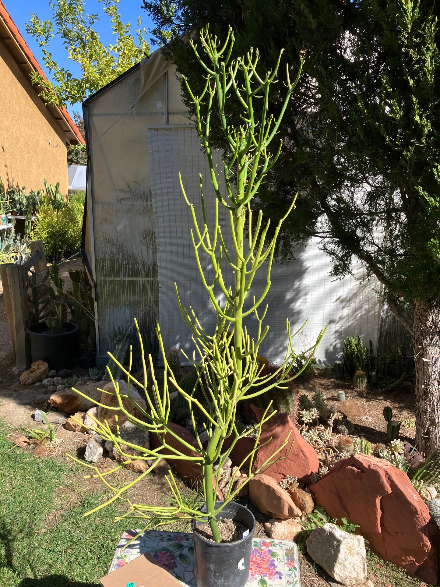 Euphorbia tirucalli Pencil Cactus/Succulent 46"Tall 20"Wide #29W