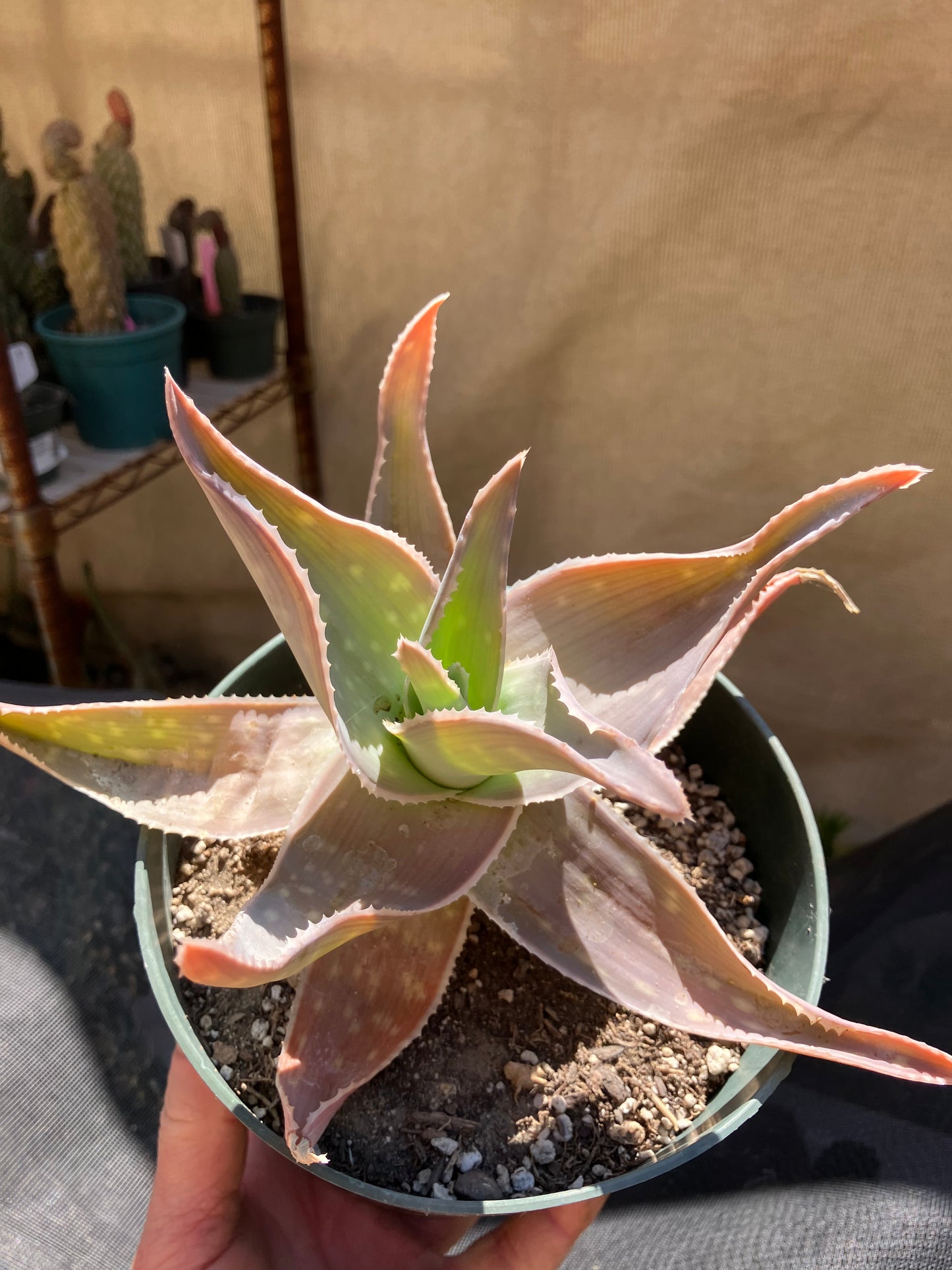 Aloe Striata Coral Aloe  7" Wide #78P