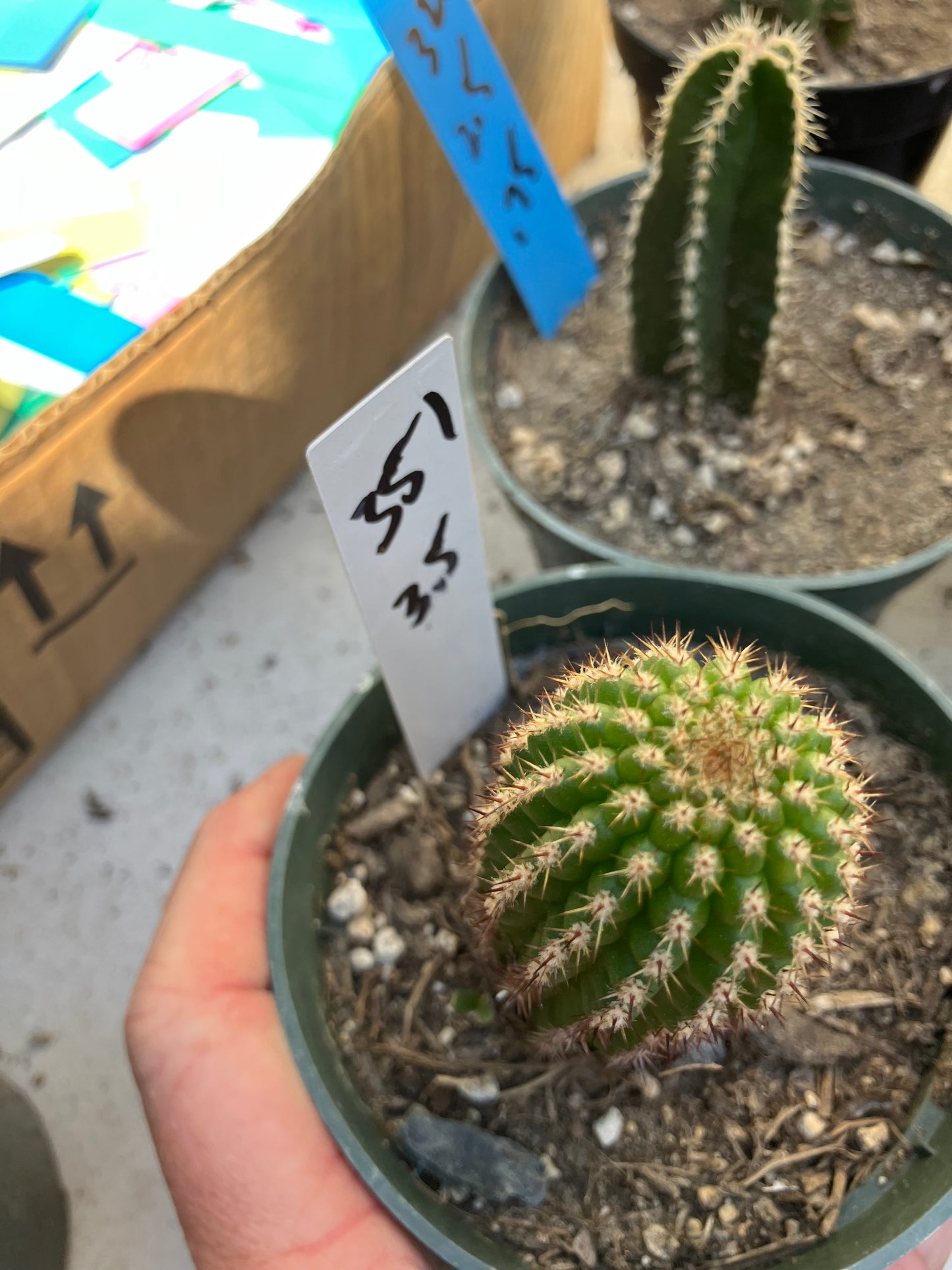 Pachycereus pecten-aboriginum
 Indian Comb Cactus 3.5"Tall #351W