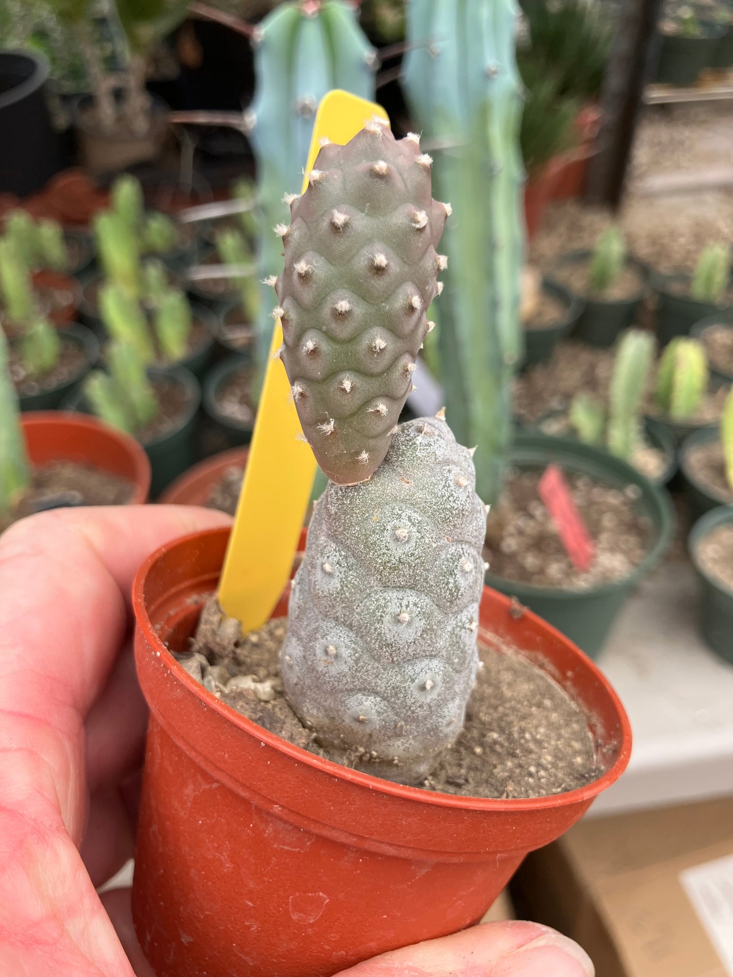 Pine Cone Cactus Tephrocactus~ articulatus  var. diadematus Pinecone 3.5”Tall #222Y