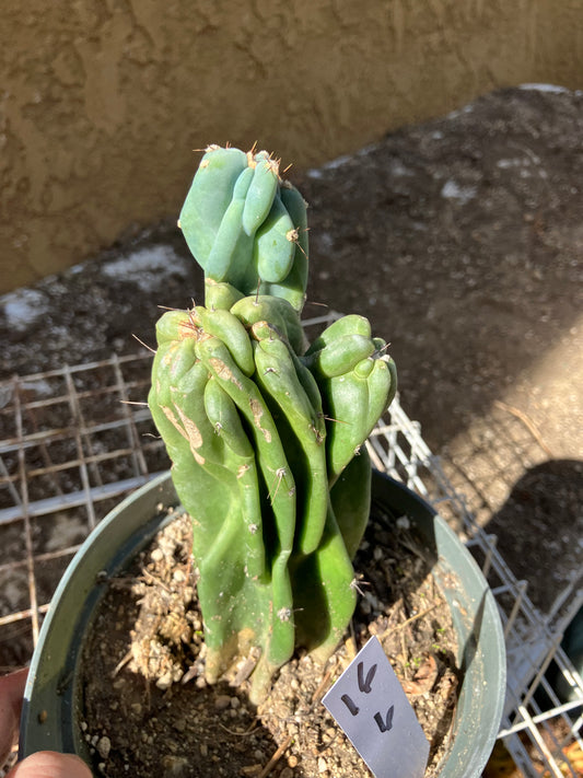 Cereus Peruvianus Monstrose Night Blooming 6"Tall  #16W