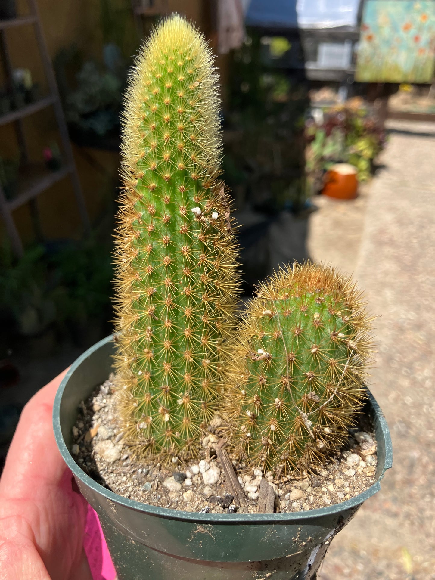 Cleistocactus winteri Golden Rat Tail Cactus 3.5”Tall #4P