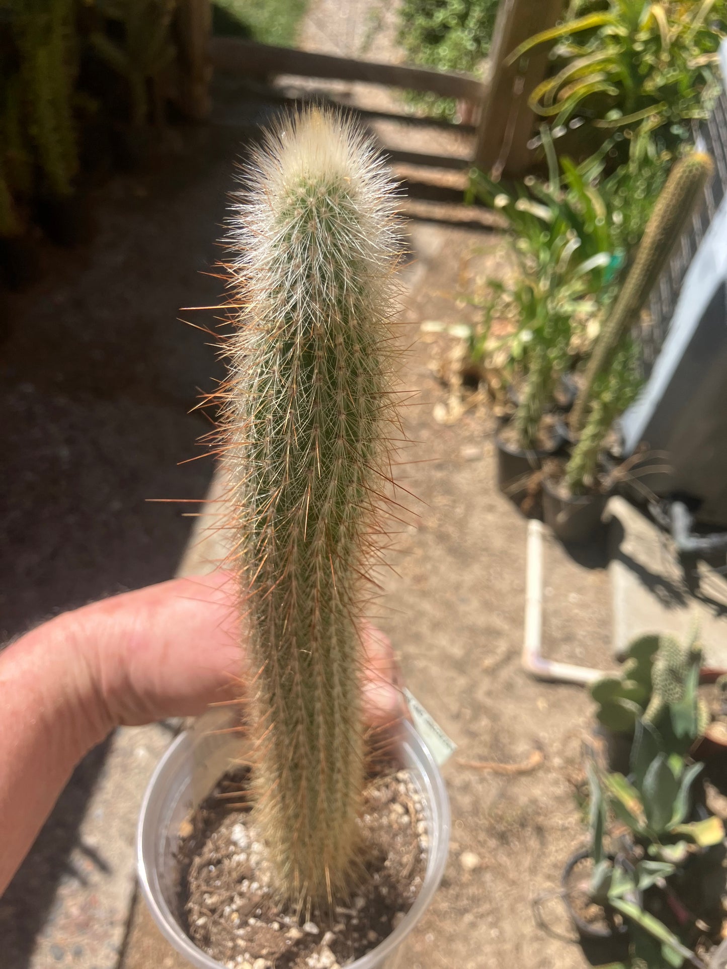 Cleistocactus Strausii Silver Torch Cactus 12”Tall #2W