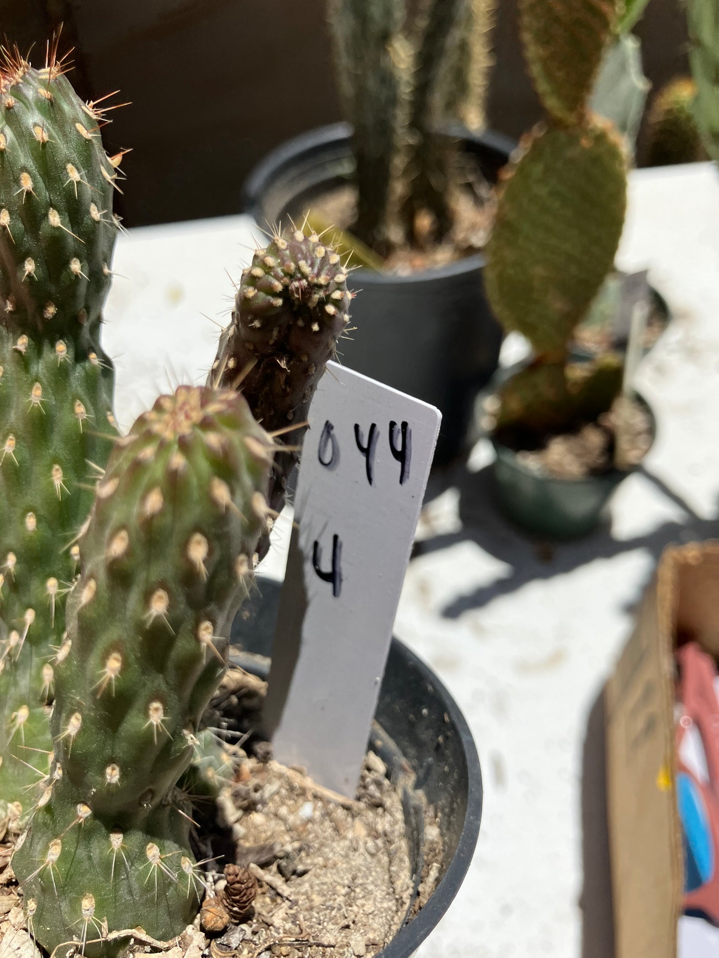 Cylindropuntia fulgida Cholla Boxing Glove Cactus Crest 4"Tall #044W