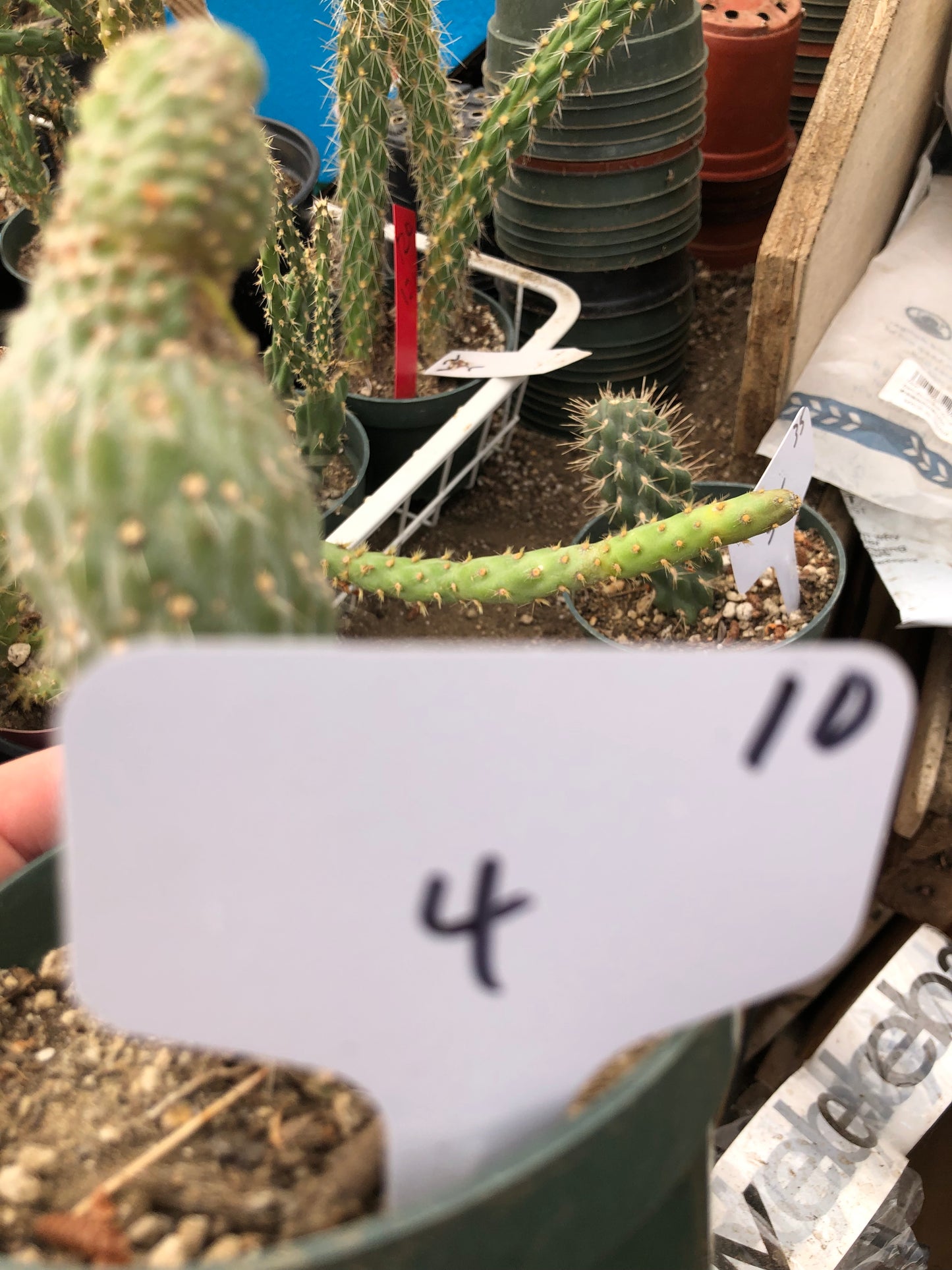 Cylindropuntia fulgida Cholla Boxing Glove Cactus Crest 4"Tall #10W