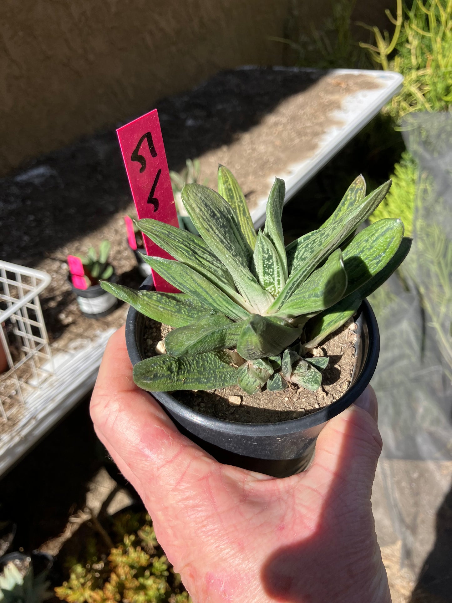 Gasteria Succulent Little Warty 5”Wide #51P