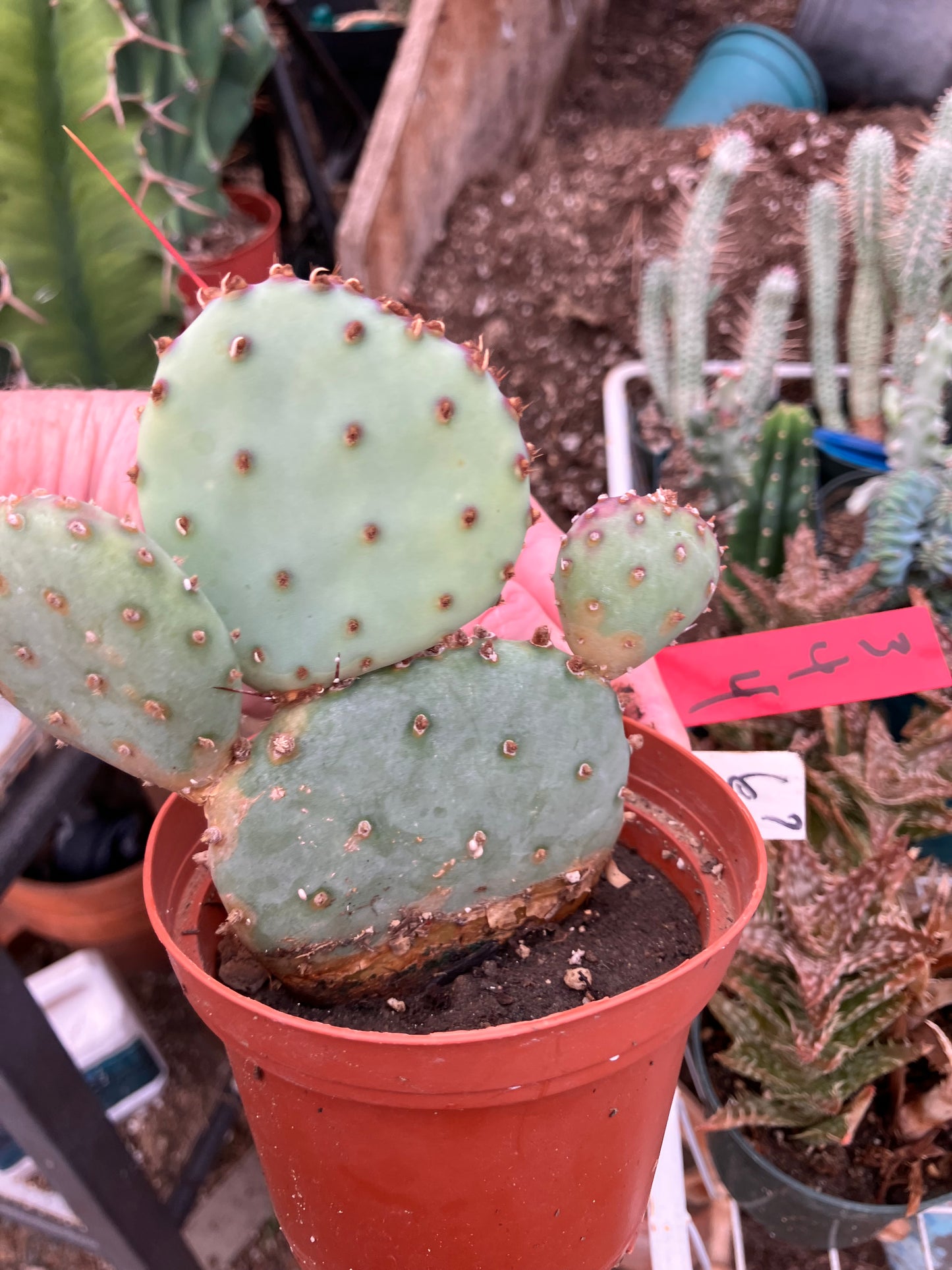 Opuntia Santa Rita Purple Prickly Pear 4”Tall #3R