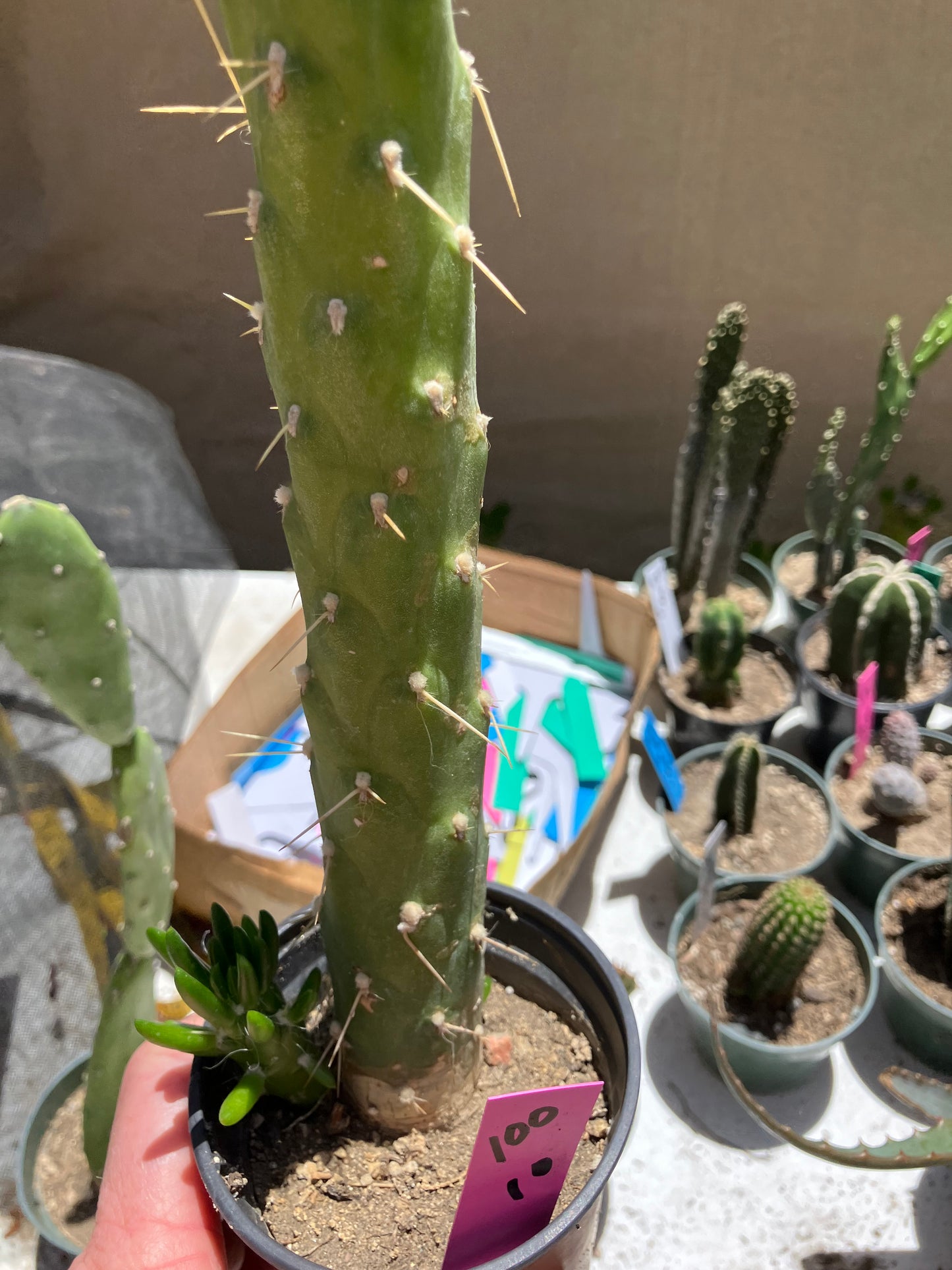 Austrocylindropuntia Full Size Eve's Needle 10"Tall #100P