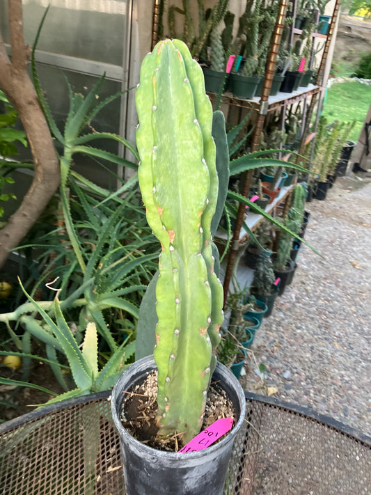 Cereus Peruvianus Night Blooming 17"Tall #011P