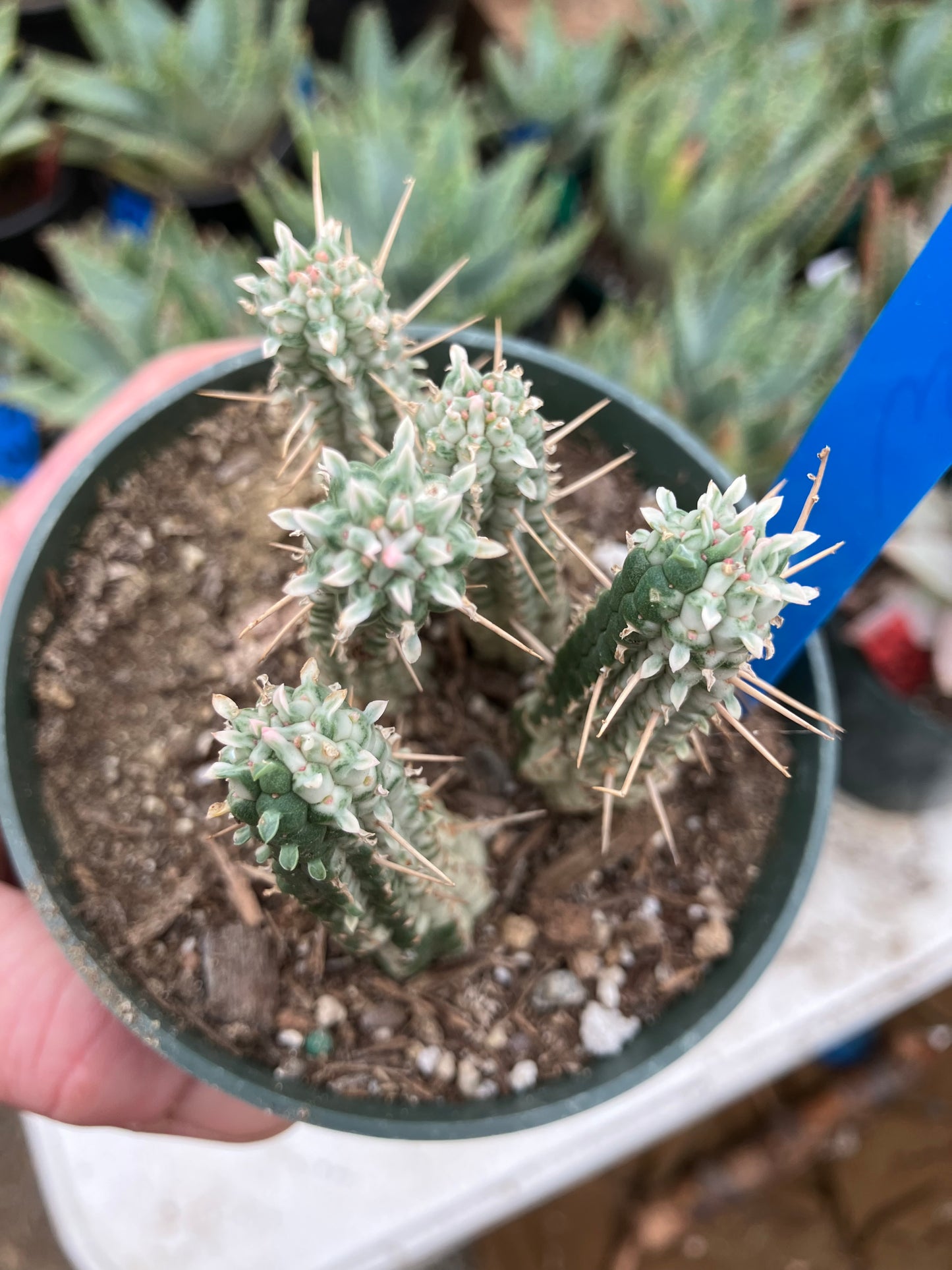 Euphorbia mammillarias variegata Corn Cob 3"Tall #18B