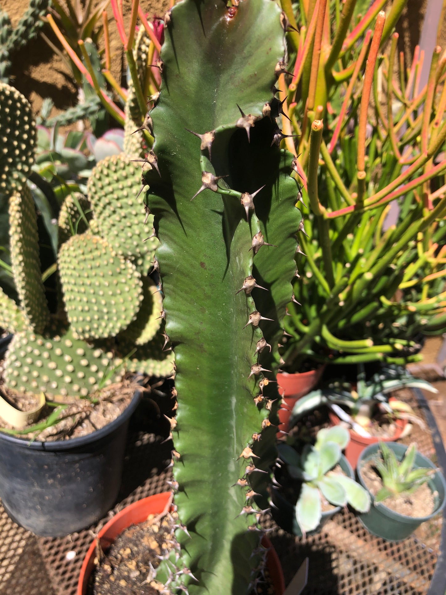 Euphorbia ingens Chocolate Drop 16.5”Tall #56W