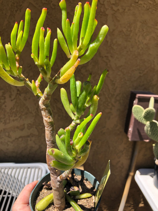 Crassula Gollum Jade Succulent Bonsai Style Living Plant 6”Tall #8Y