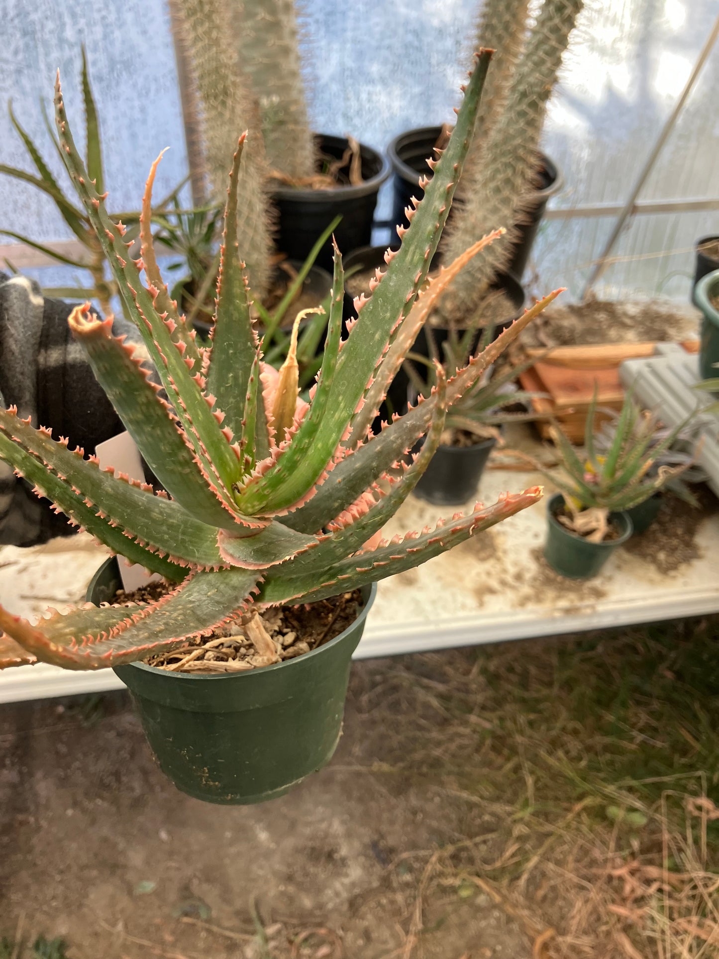 Aloe  Swordfish Succulent 8" Wide #100W