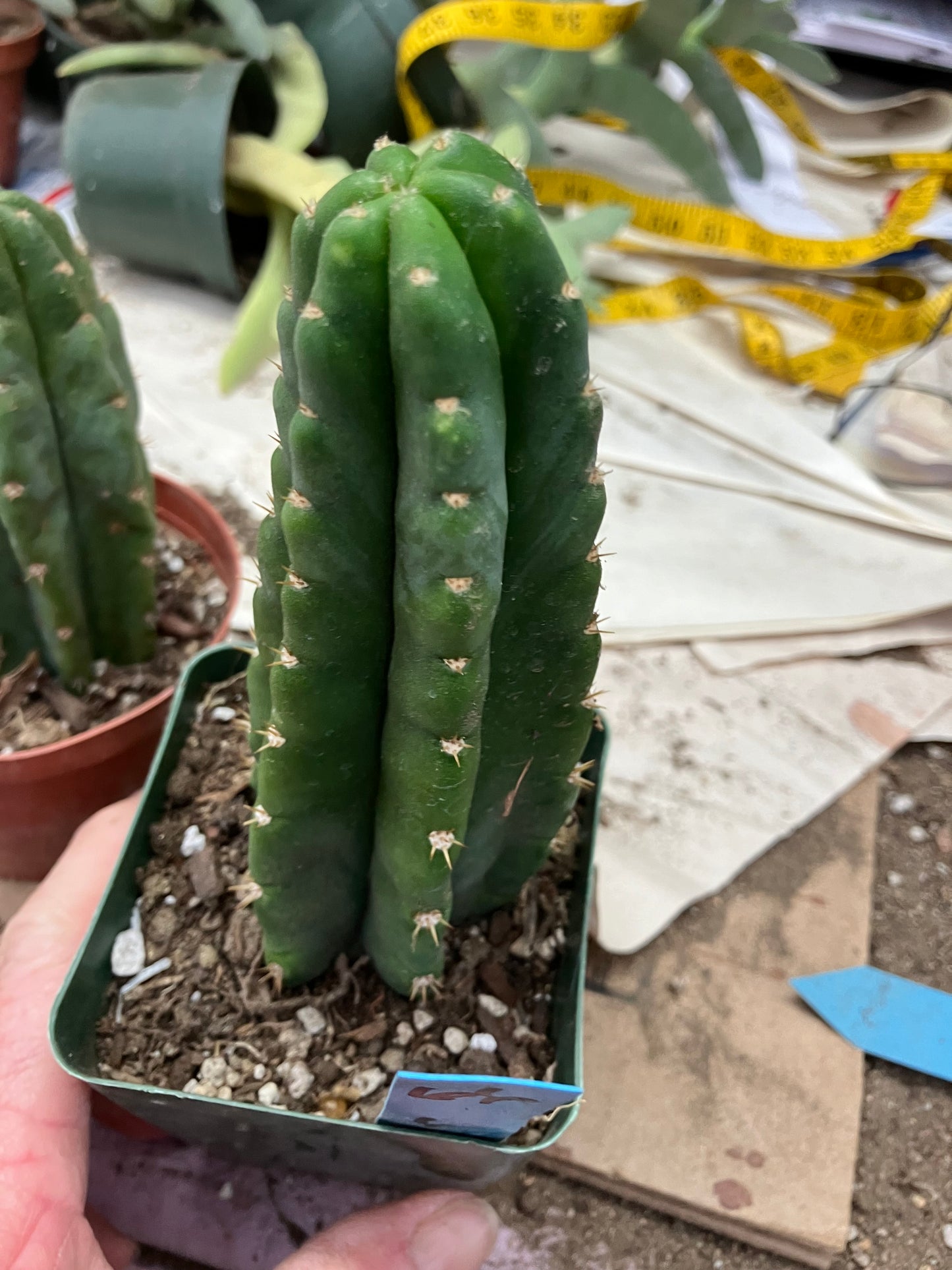 San Pedro Cactus  Trichocereus pachanoi 6"Tall #66B