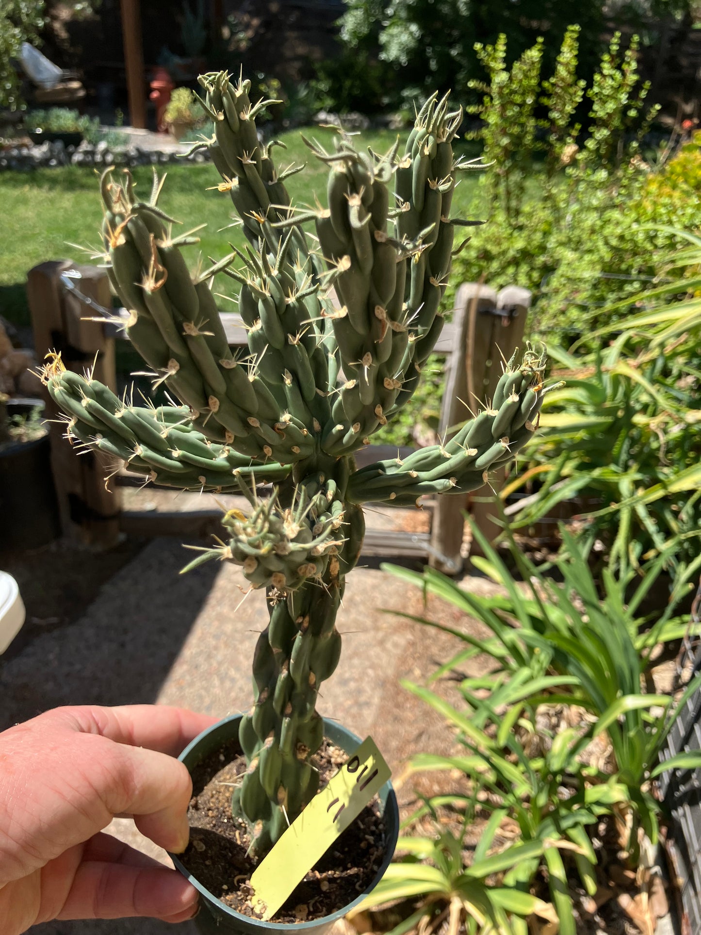 Cholla Cylindropuntia  Buckhorn  Cactus 12”Tall #011Y