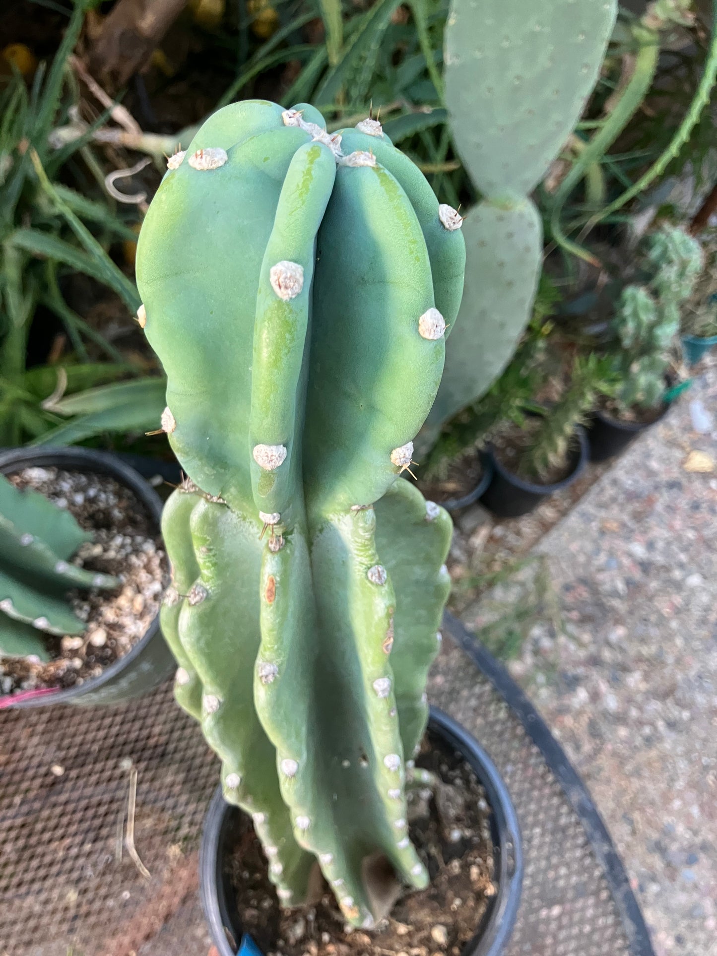 Cereus Peruvianus Night Blooming 17"Tall #117B