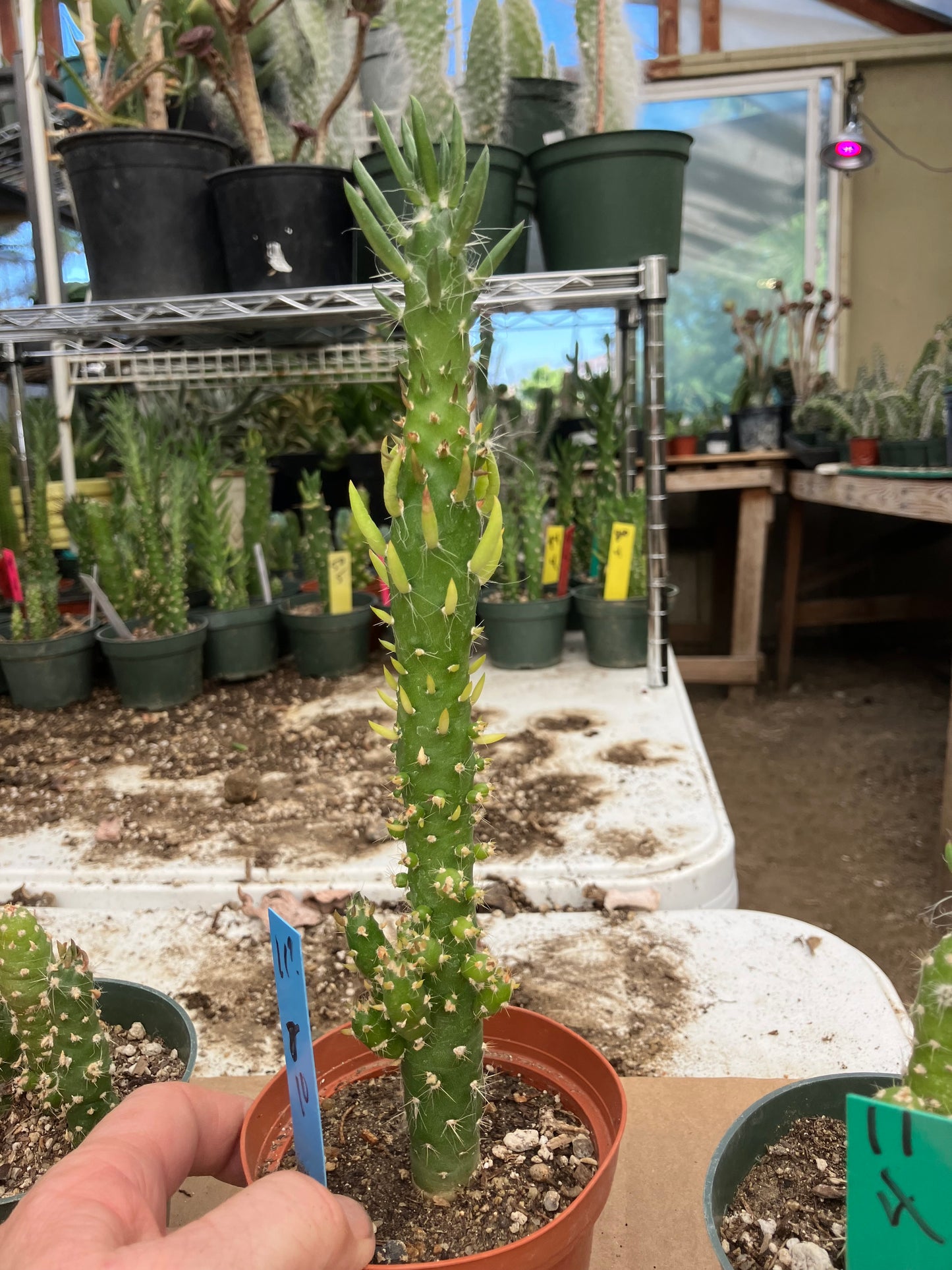 Austrocylindropuntia Cactus Gumbi Mini Eve's Needle 10"Tall #11B