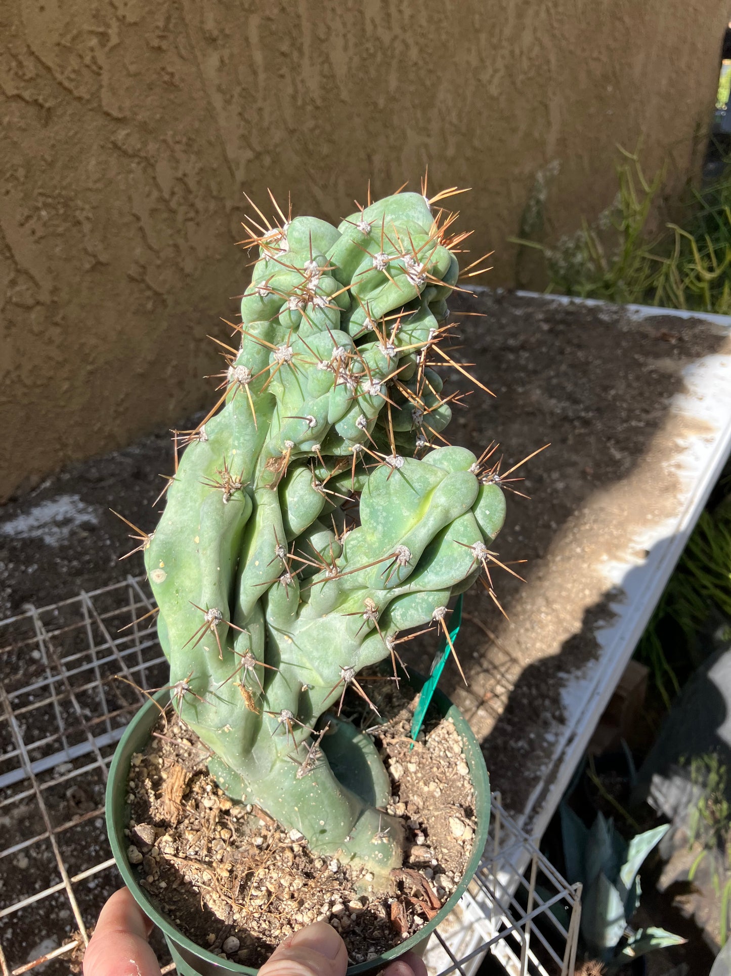 Cereus Peruvianus Monstrose Night Blooming 9" Tall 4"Wide #10G