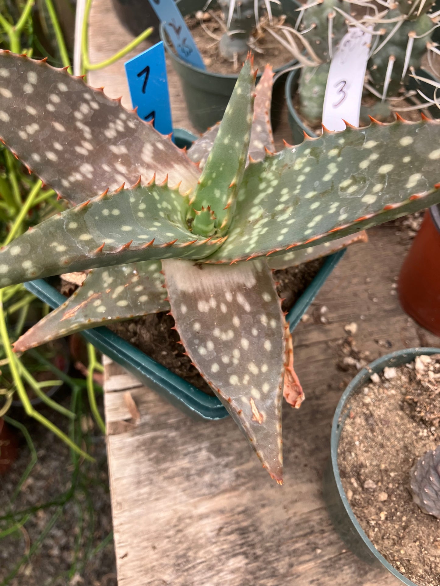 Aloe ~maculata "Soap Aloe" 7" Wide  #7B