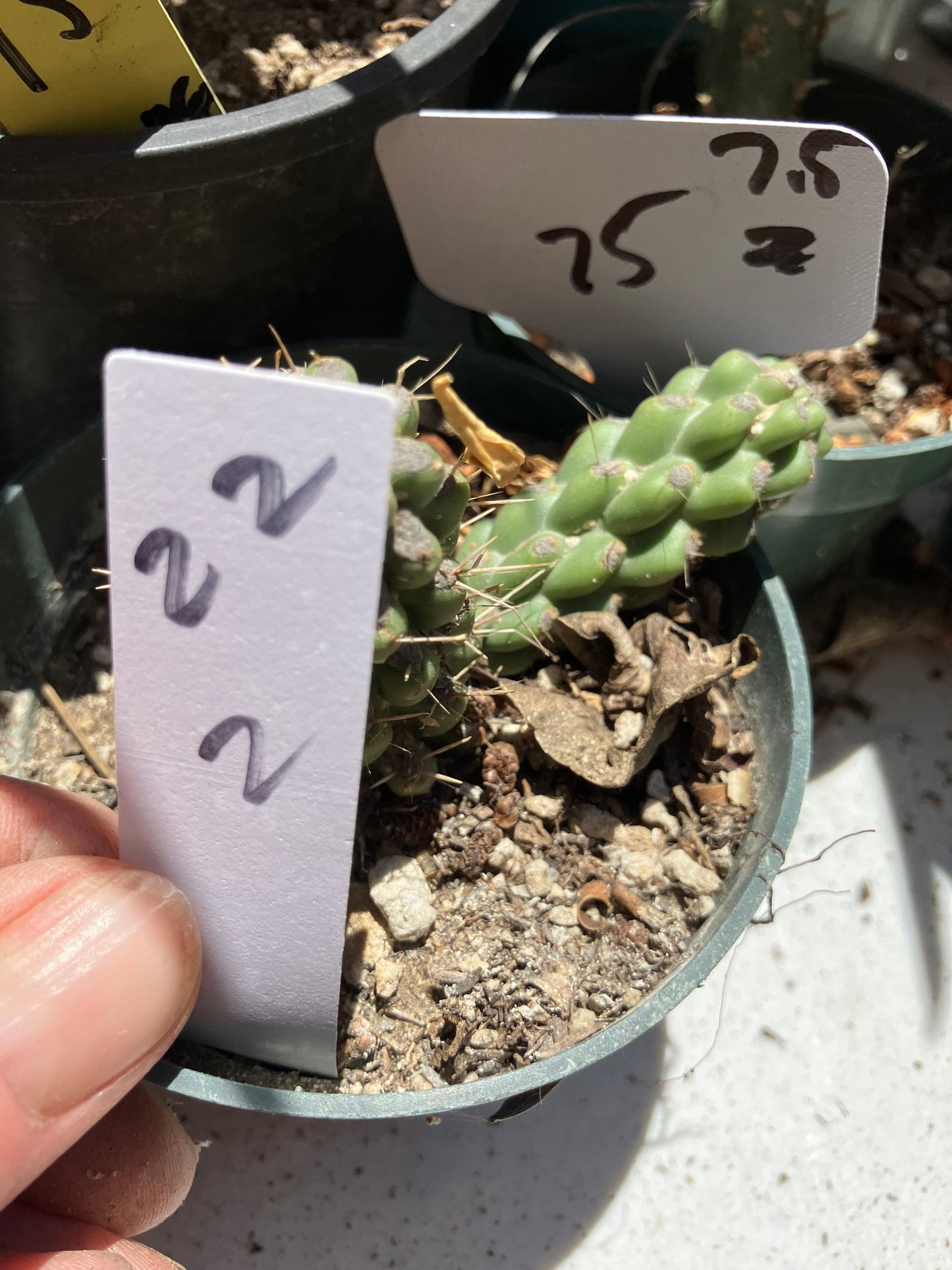 Cholla Cylindropuntia  Buckhorn  Cactus 2”Tall #22W