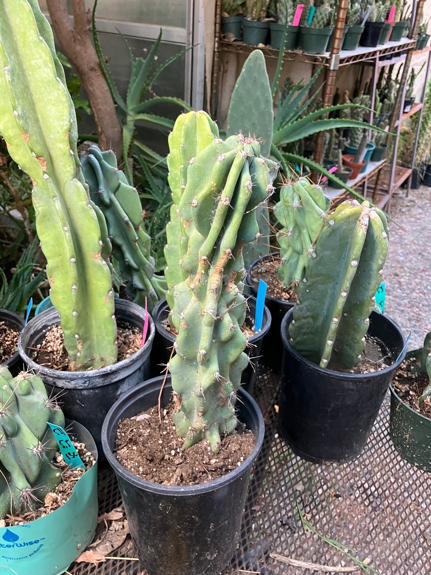 Cereus Peruvianus Monstrose Night Blooming 14”Tall #84W