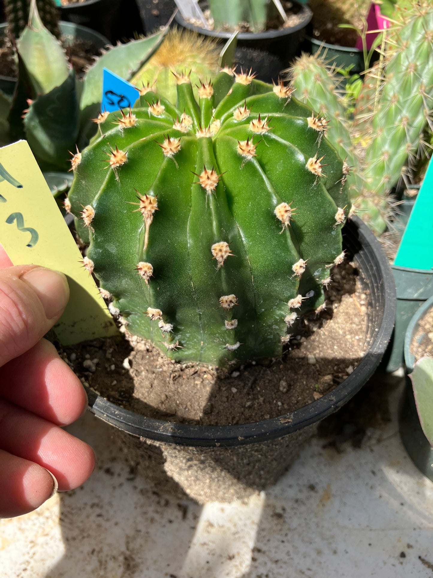 Echinopsis oxygona Hot Pink Easter Lily 3" Diameter  #14Y