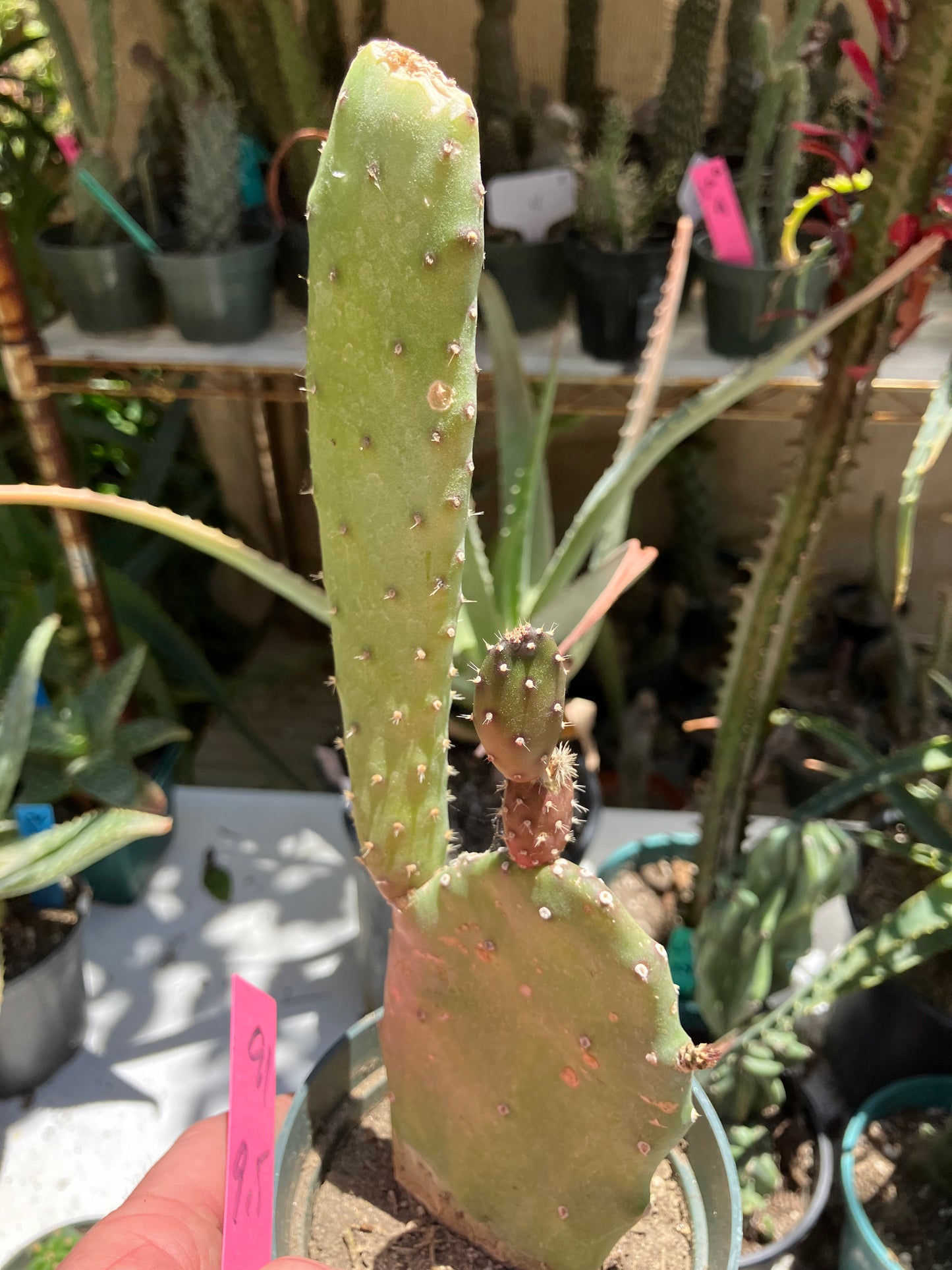 Opuntia Emerald wave Cactus 9”Tall 5" Wide #91P