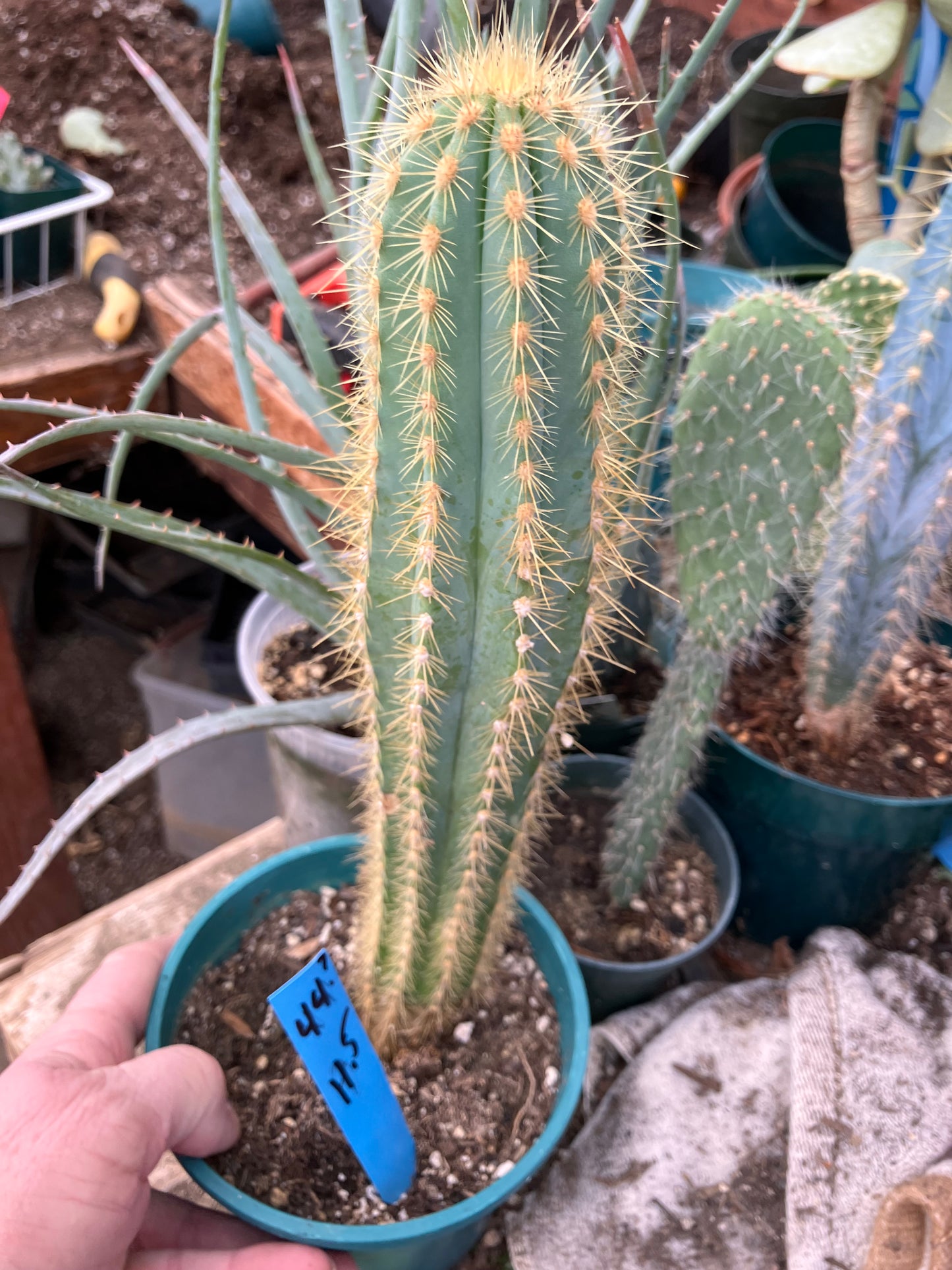 Pilosocereus Piauhyensis Gorgeous Thick Specimen 11.5” Tall #44B