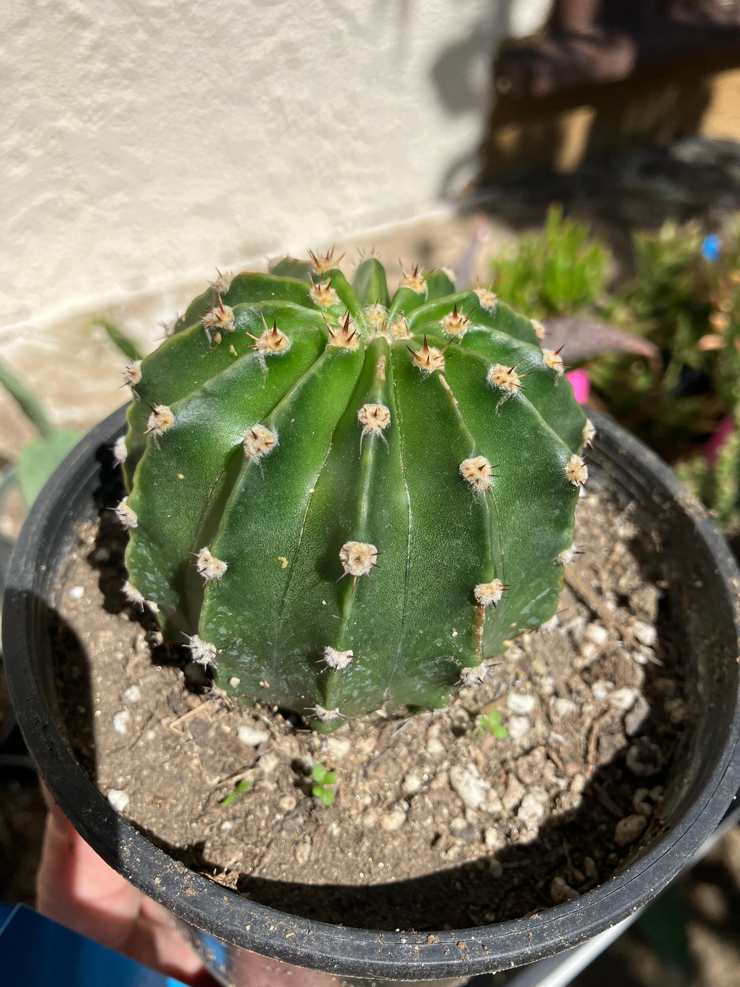 Echinopsis oxygona White Easter Lily 2" Diameter #12B