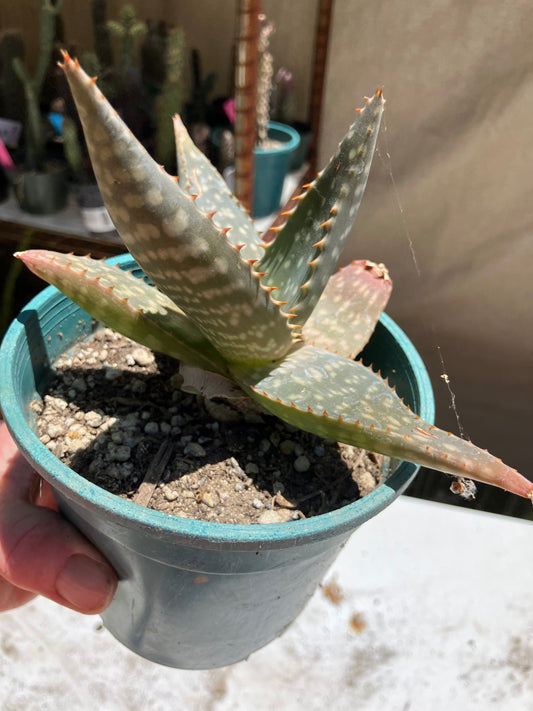 Aloe ~maculata "Soap Aloe" 7" Wide  #7G