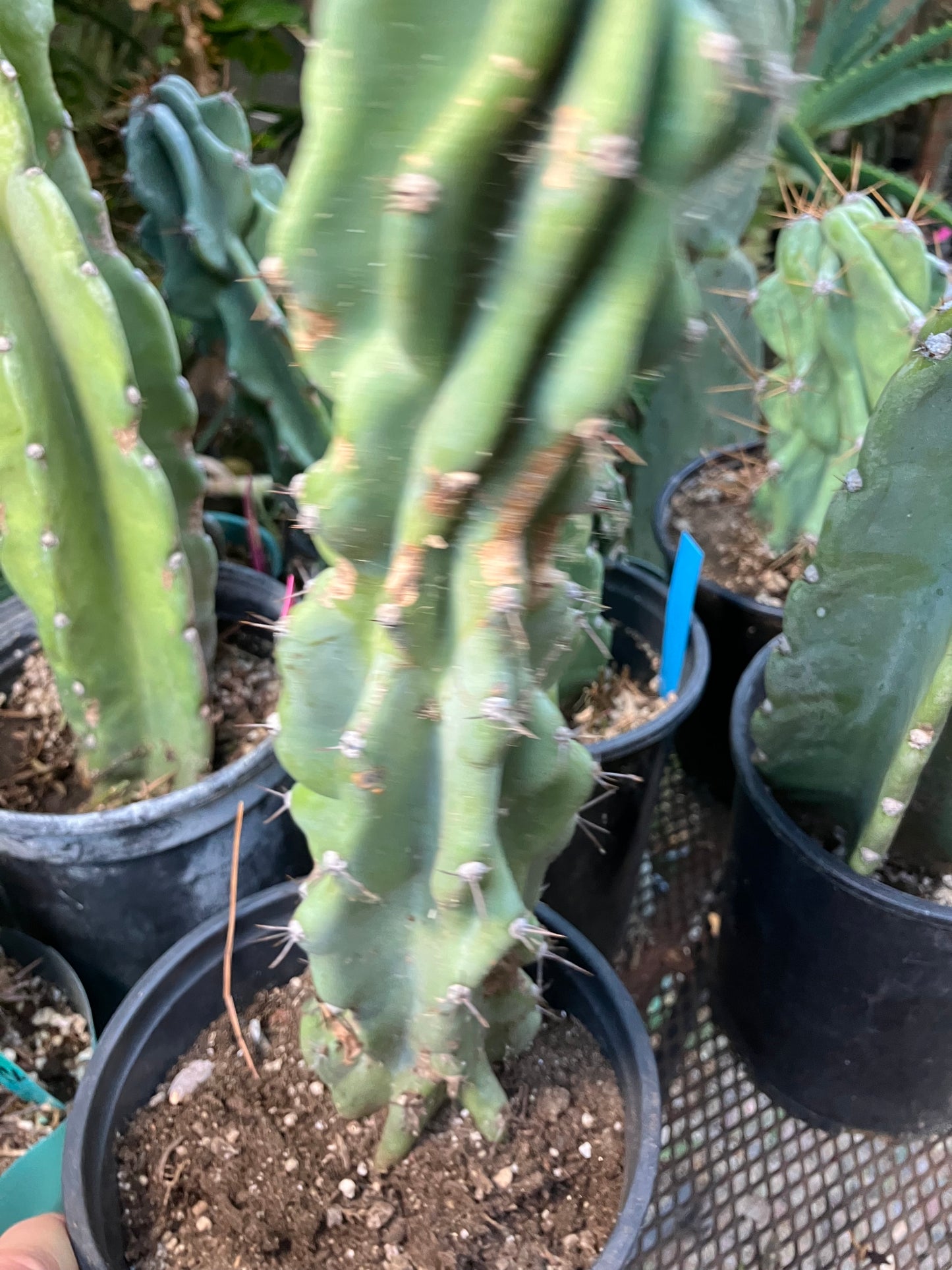 Cereus Peruvianus Monstrose Night Blooming 14”Tall #84W